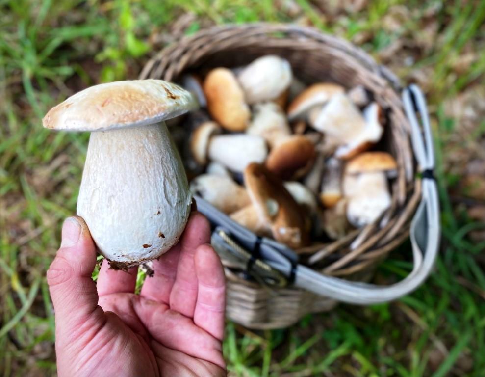 The Fascinating World of Mushroom Habitats: Where Do Mushrooms Grow?