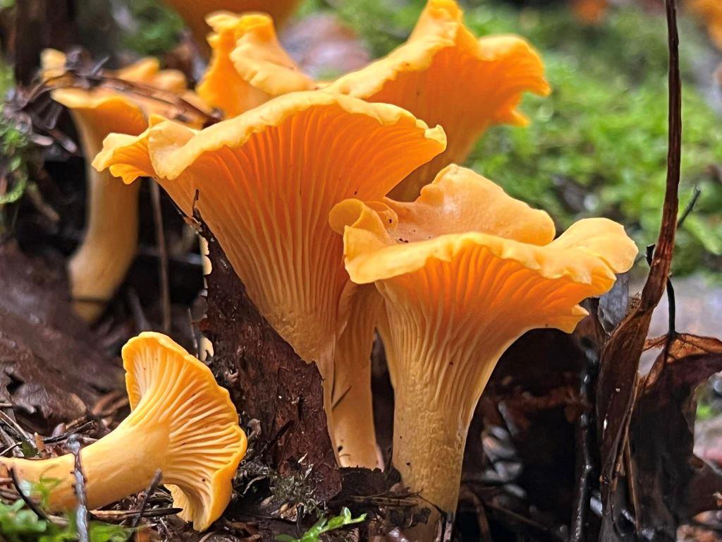 Top 5 Mushrooms That Can Be Eaten Uncooked
